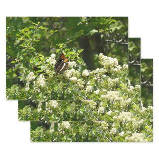 California Sister Butterfly in Yosemite  Sheets