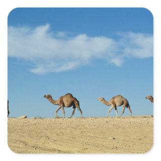 Camel train square sticker