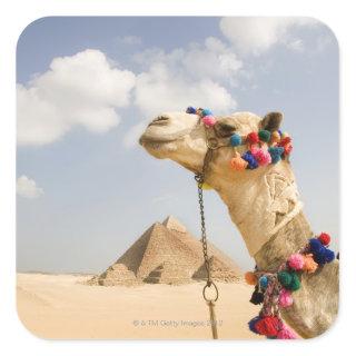 Camel with Pyramids Giza, Egypt Square Sticker