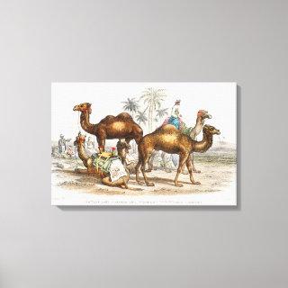 Camels of India Vintage Illustration, 1820 Canvas Print