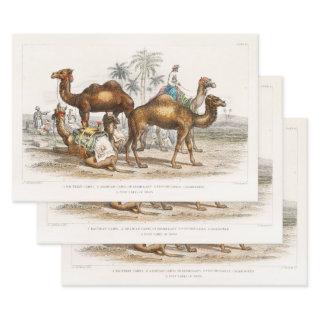 Camels of India Vintage Illustration, 1820  Sheets