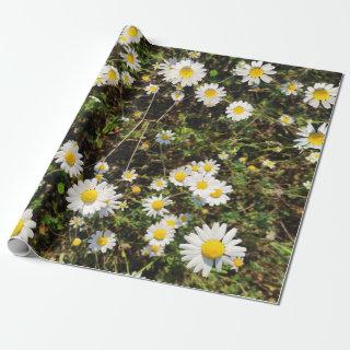 Camomile flowers