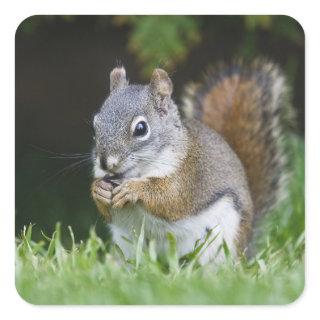 Canada, British Columbia, Red Squirrel Pine Square Sticker