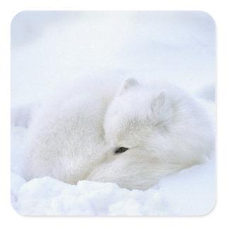 Canada, Manitoba, Churchill. Arctic Fox Square Sticker