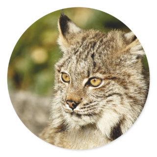 Canadian Lynx Classic Round Sticker