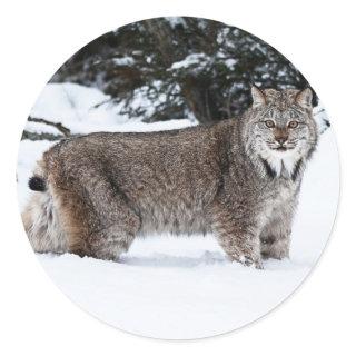 Canadian Lynx in the Snow Classic Round Sticker