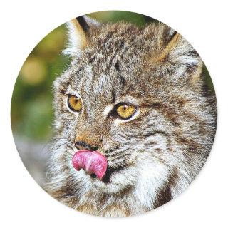 Canadian Lynx - Licking His Chops Classic Round Sticker