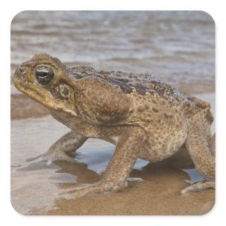 Cane Toad Rhinella marina, previously Bufo Square Sticker
