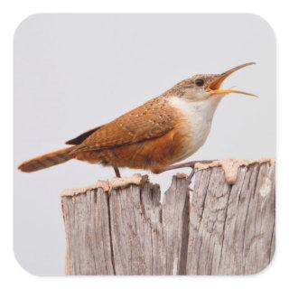 Canyon Wren (Catherpes Mexicanus) Singing Square Sticker