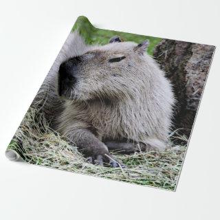 capybara 07