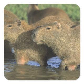 Capybara, Hydrochaeris hydrochaeris), world's Square Sticker