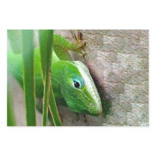 Carolina Anole Green Lizard Photo  Sheets