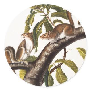 Carolina Grey Squirrel (Sciurus Carolinensis) Classic Round Sticker