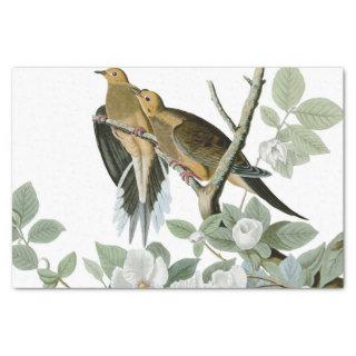 Carolina Pigeon Audubon Morning Dove Tissue Paper