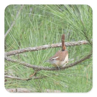 Carolina Wren in Pine Tree Square Sticker