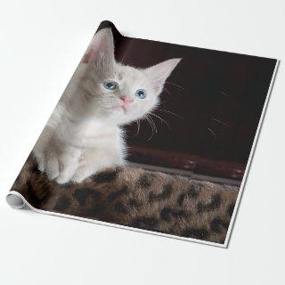 cat looks