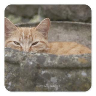 Cat sitting inside urn square sticker