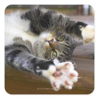 Cat stretching, indoors square sticker