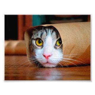 Cat wrapped in a brown paper photo print