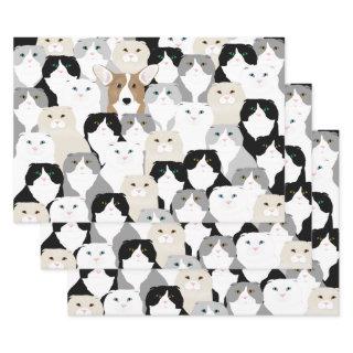 Cats and Dog