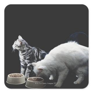 Cats with bowl of food square sticker