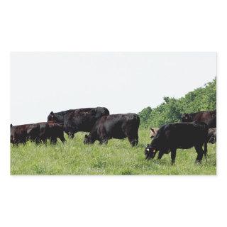 Cattle Black Angus Rectangular Sticker