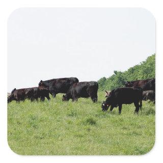 Cattle Black Angus Square Sticker