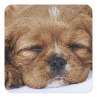 Cavalier King Charles Spaniel puppy sleeping Square Sticker