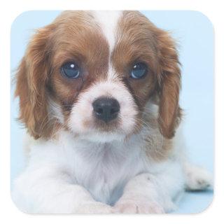 Cavalier King Charles Spaniel Puppy Square Sticker