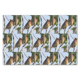 Cedar Waxwing - Backyard Bird Tissue Paper