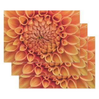 Center Orange Dahlia Flower  Sheets