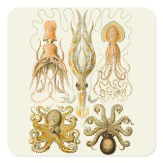 Cephalopod Octopus Squid Marine Nature Square Sticker