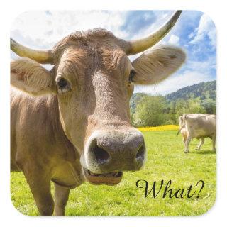 Cheeky "What?" Cow Square Sticker