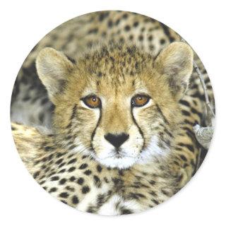Cheetah Cub 2 Classic Round Sticker