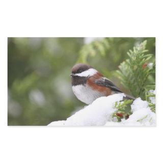 Chickadee in Snow on a Cedar Tree Rectangular Sticker