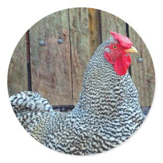 Chicken Black and White Rooster Photo Classic Round Sticker
