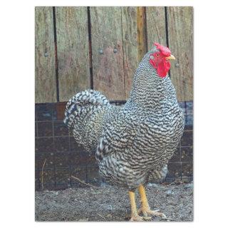 Chicken Black and White Rooster Photo Tissue Paper