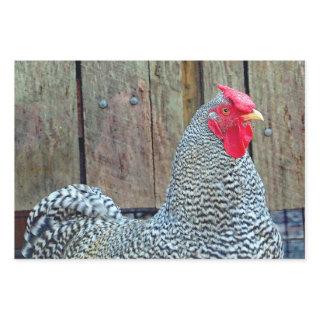 Chicken Black and White Rooster Photo  Sheets