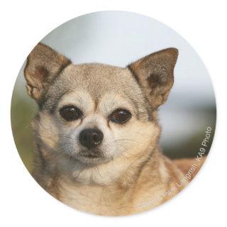 Chihuahua Headshot Classic Round Sticker