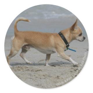 Chihuahua on Beach Classic Round Sticker
