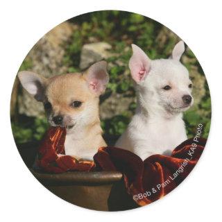 Chihuahua Puppies Classic Round Sticker