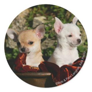 Chihuahua Puppies Classic Round Sticker