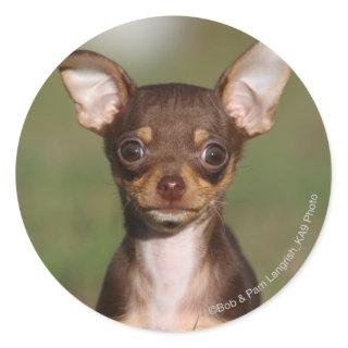 Chihuahua Puppy Looking at Camera Classic Round Sticker