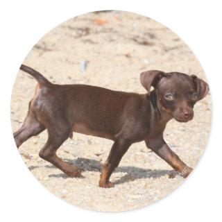 Chihuahua Puppy Walking Classic Round Sticker