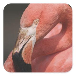 Chilean Flamingo, Phoenicopterus chilensis Square Sticker