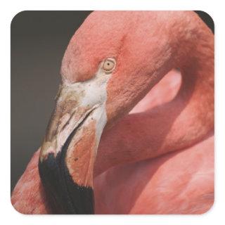 Chilean Flamingo, Phoenicopterus chilensis Square Sticker