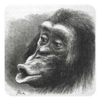 Chimpanzee Disappointed and Sulky Square Sticker
