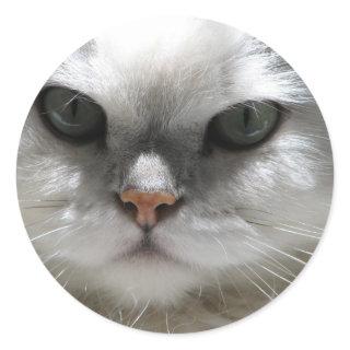Chinchilla Persian Cat Classic Round Sticker