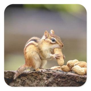 Chipmunk eating a peanut square sticker