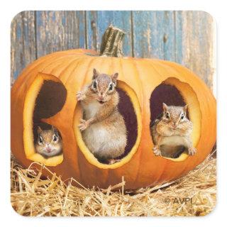 Chipmunks Inside Boo Jack-o-Lantern Square Sticker